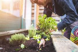 Know About The Importance Of Gardening In Our Life