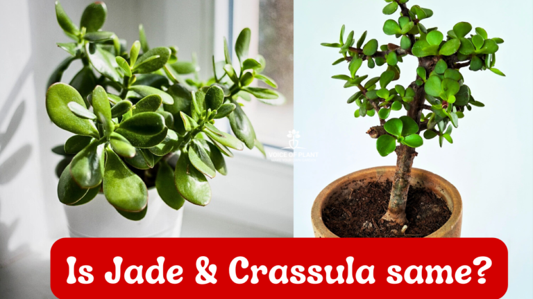 Difference Between The Jade Plant And Crassula Ovata