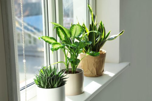 Top 10 Best Houseplants For Living Room