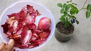Top 5 Tips To Make Onion Peel Fertilizer at Home