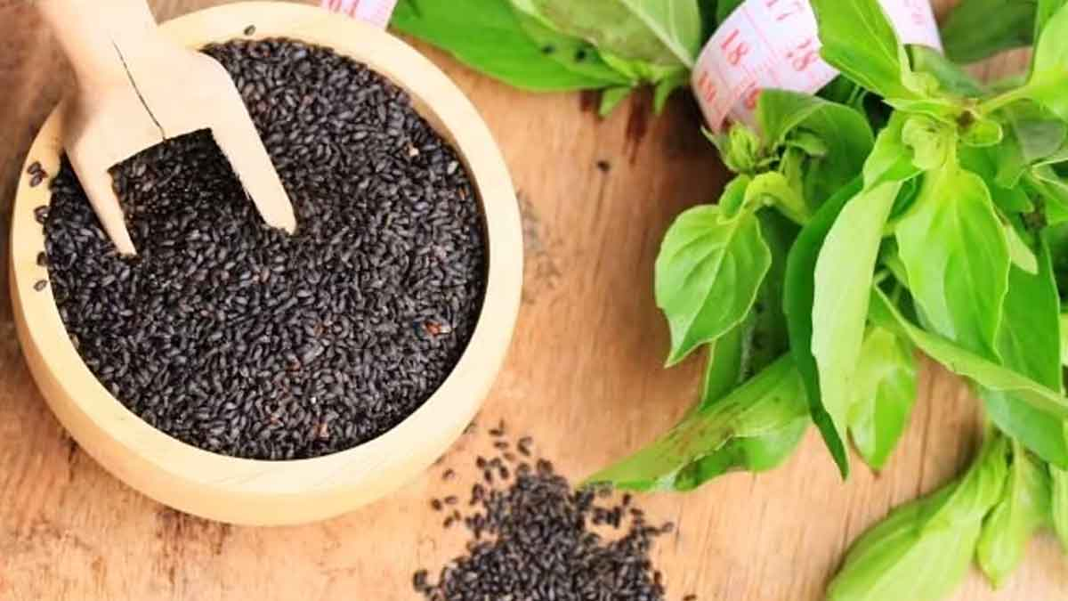 Know How To Grow Tulsi Plant From Seeds