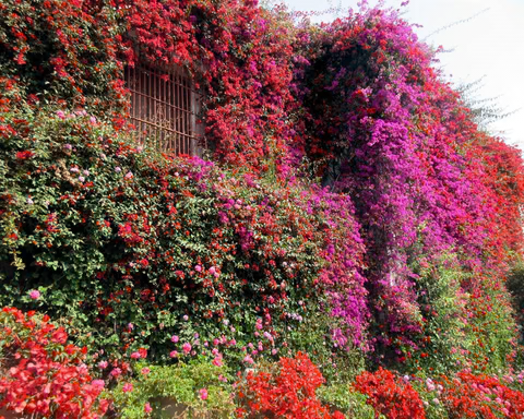 Top 10 Creeper Plants in India With Names & Pictures In 2025