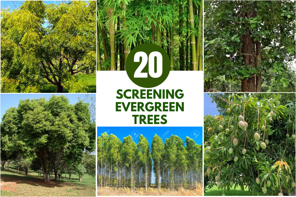 Top 20 Screening Evergreen Trees for Indian Home Landscaping In 2025